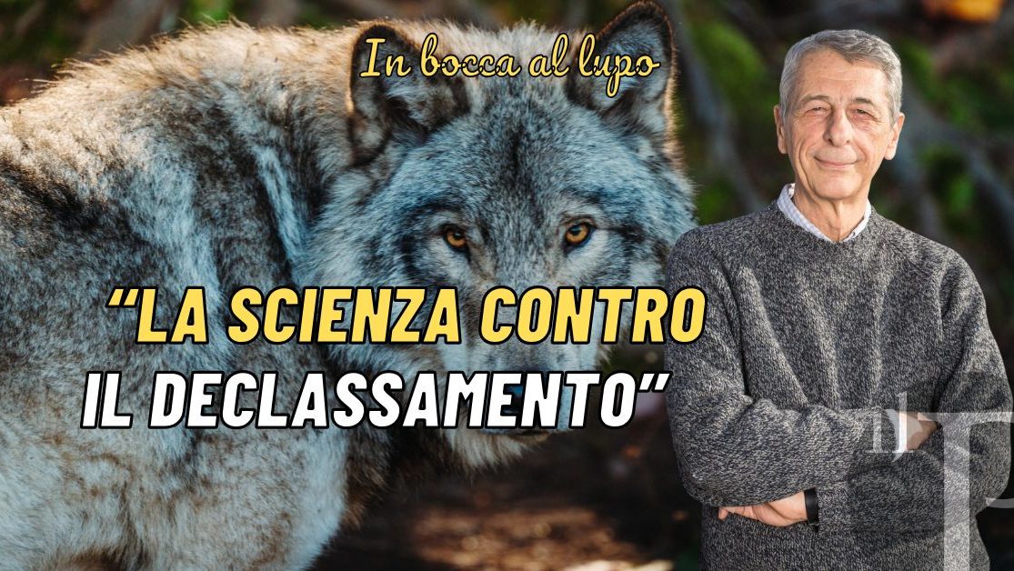 Modifica dello stato del lupo, intervista a Luigi Boitani: scrittore, Biologo, professore ed uno dei maggiori esperti del lupo in Europa