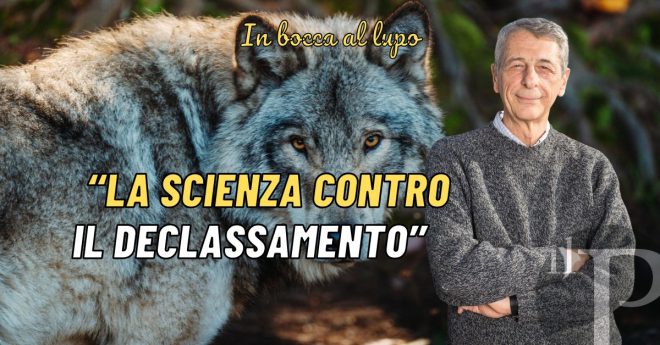 Modifica dello stato del lupo, intervista a Luigi Boitani: scrittore, Biologo, professore ed uno dei maggiori esperti del lupo in Europa