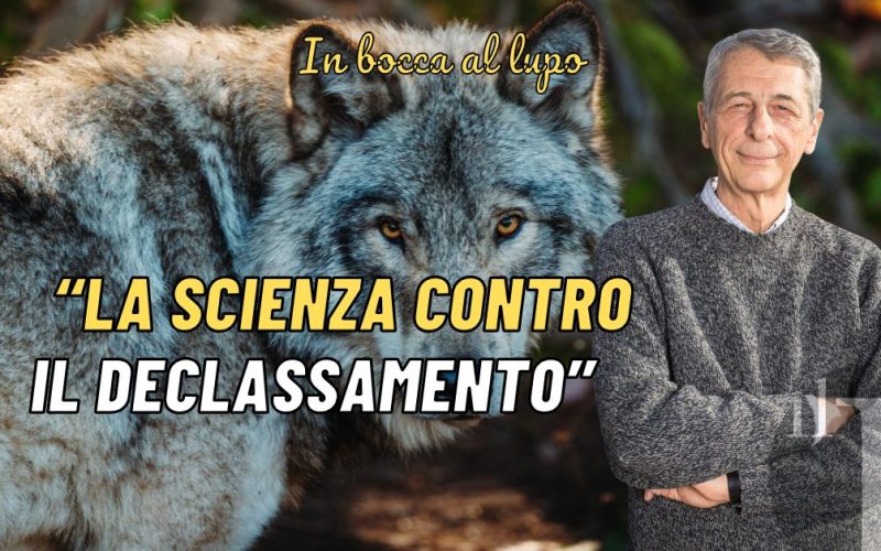 Modifica dello stato del lupo, intervista a Luigi Boitani: scrittore, Biologo, professore ed uno dei maggiori esperti del lupo in Europa